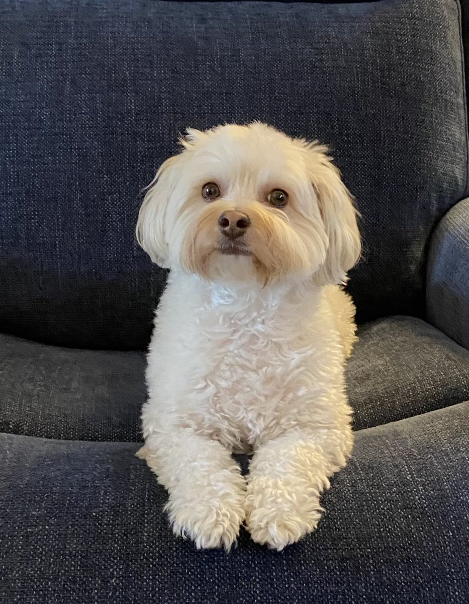 Lexi tweet media