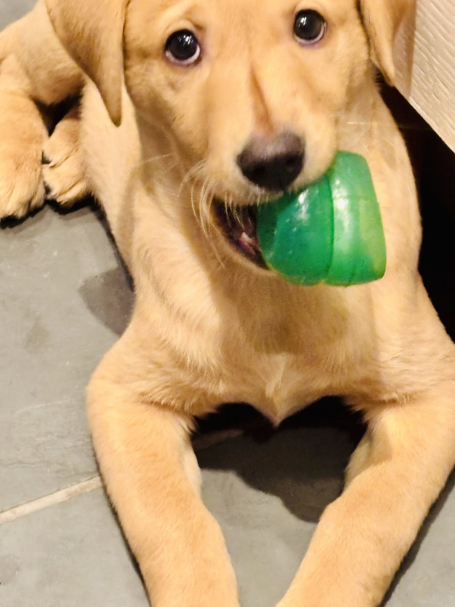 Hey Mum <a href="/KellyKellyTV/">Kelly Kelly</a> you don’t need these green plastic things dad keeps putting in the washer dya? 🐾