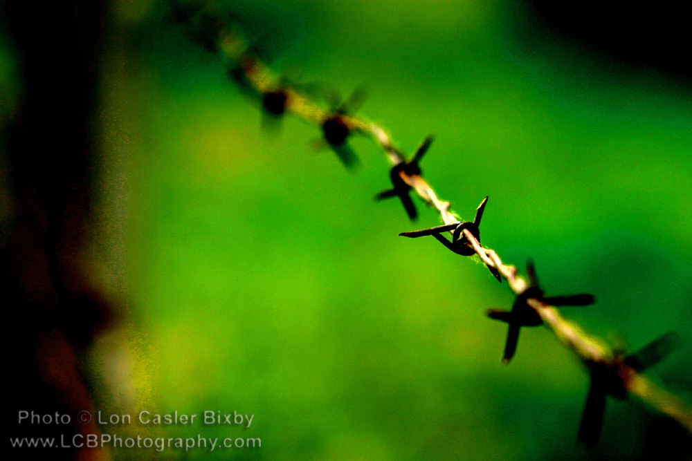 OfficialNeoichi's tweet photo. Barbed Wire After the Rain
#Macrophotography #barbedwire #barbwire #CountryLife #Texas https://t.co/FLbIgsgx13