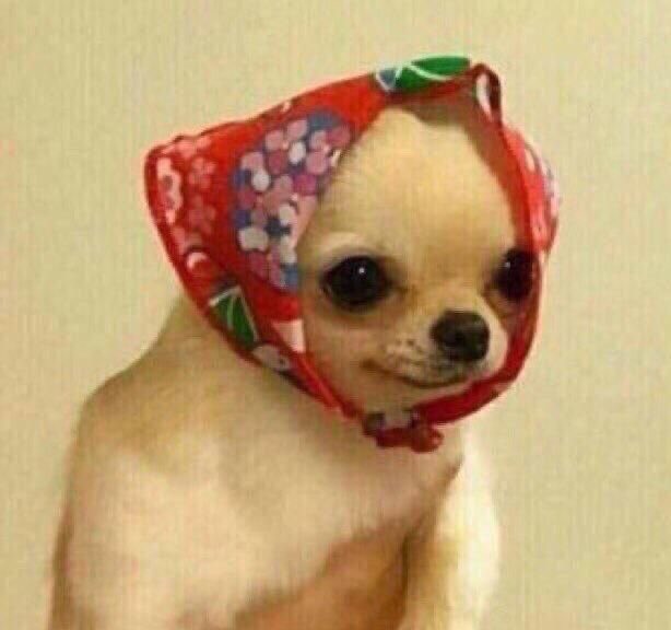 💖 (@twaniimals) on Twitter photo 