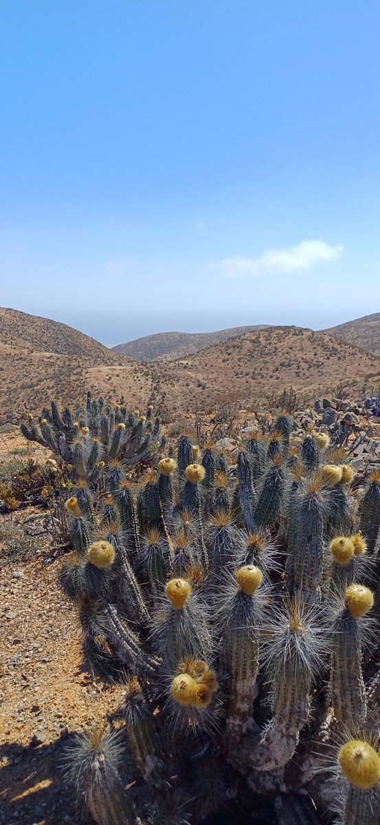 Un cerrito más para este 2026 ✨️