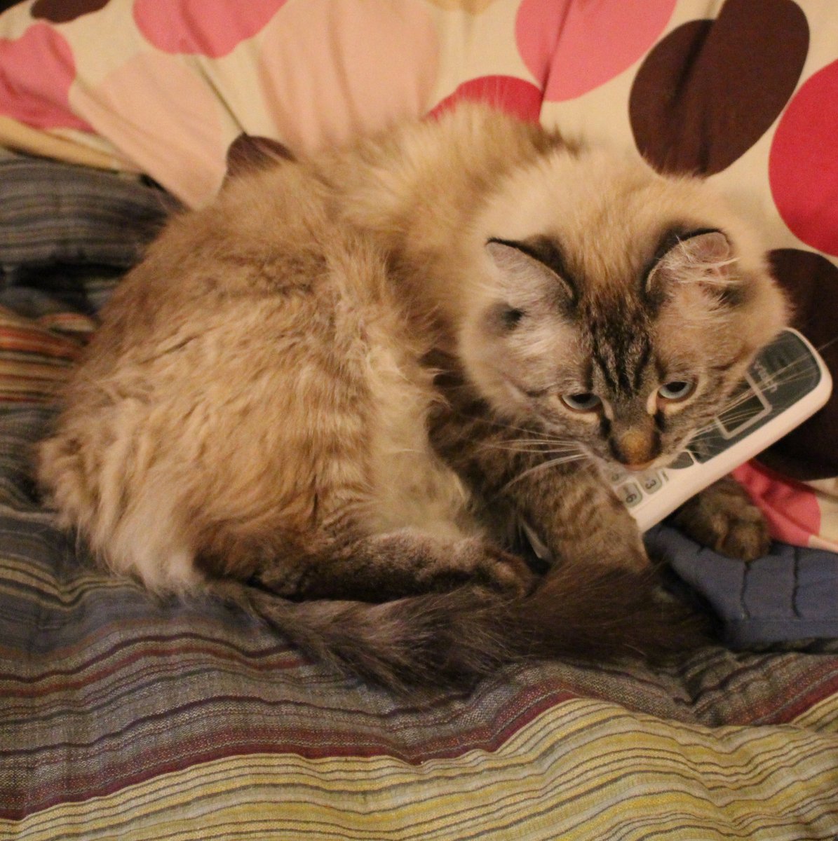 Mélanie Hope tweet media