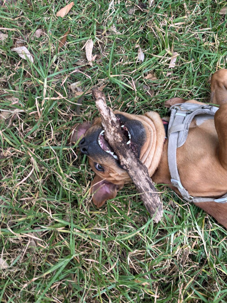 Firulais a salvo tweet media