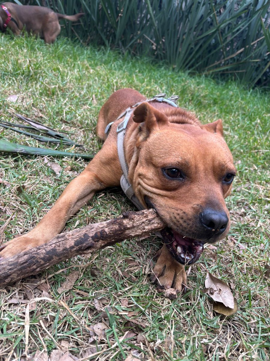 Firulais a salvo tweet media