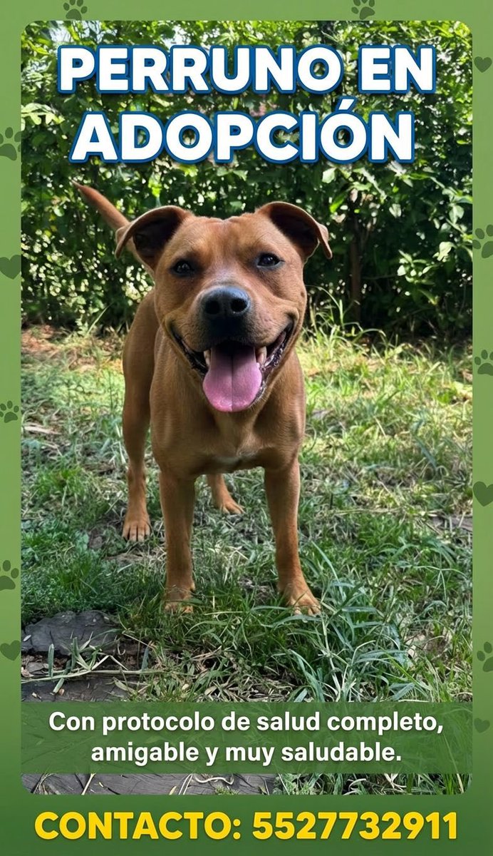 Firulais a salvo tweet media