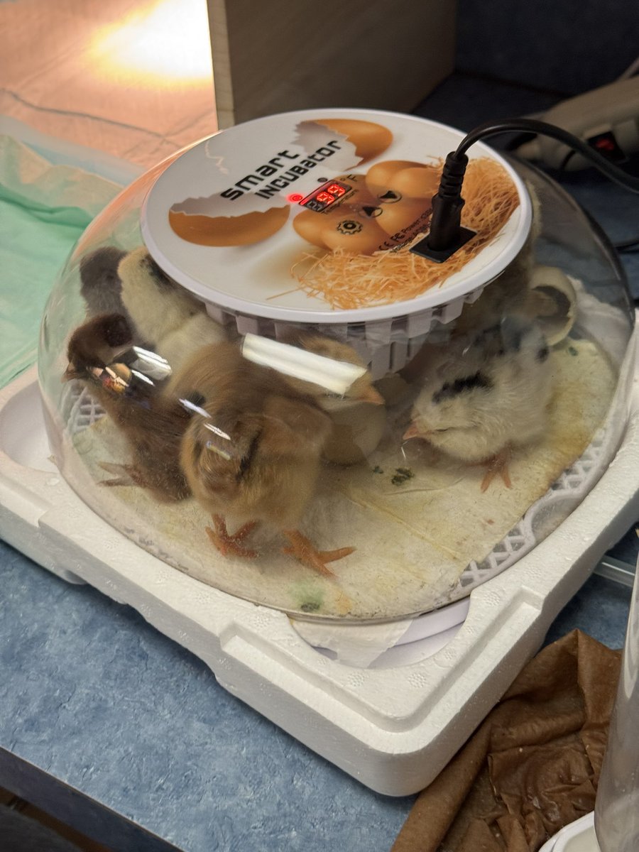 Wesley Lakes Elementary tweet media