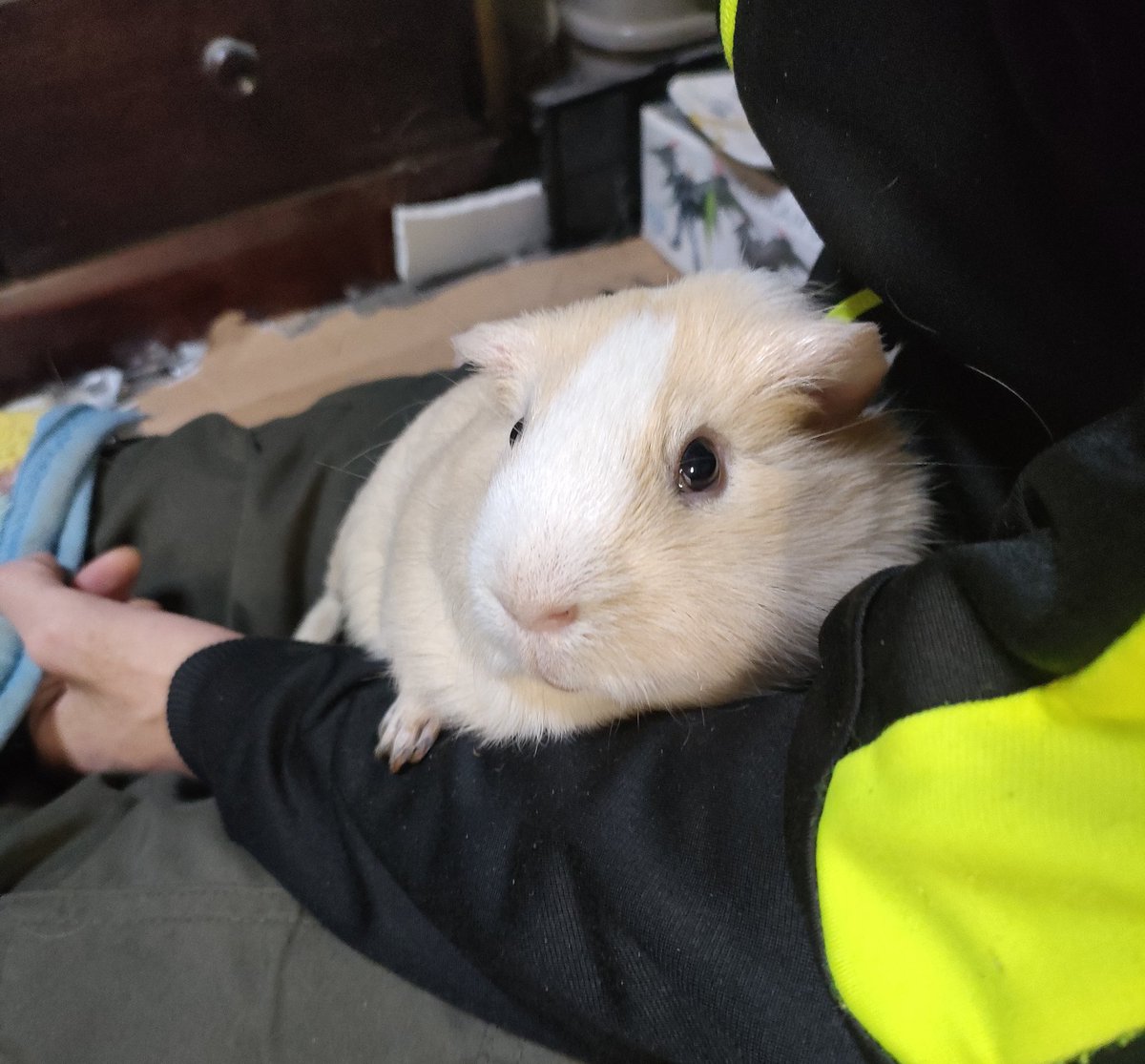ねんがんのモルモットをてにいれたぞ！
#モルモット　#guineapig　#ガラハド