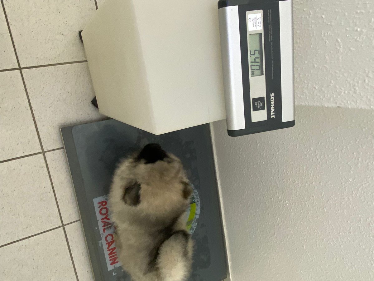 Lichtjaeger_CGN's tweet photo. #Wolfsspitz Sonntag ist er hier!! 😍 https://t.co/UVMO6IMDgo