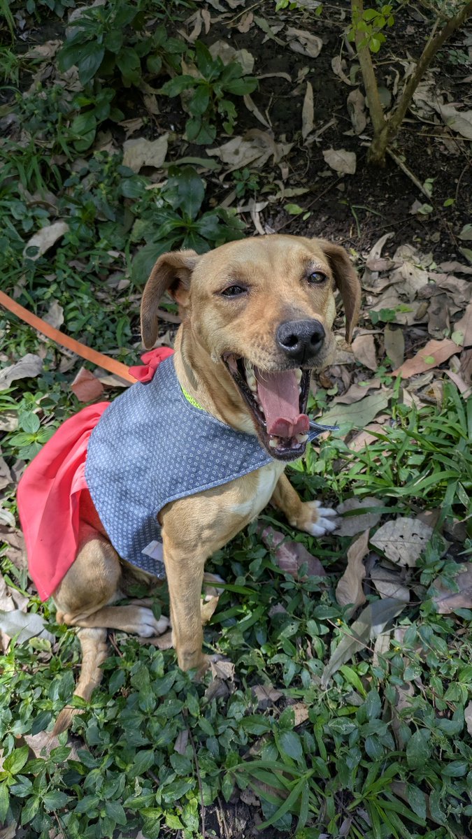 Caso 211-2025 🎃 Calabacita hembra de dos años talla mediana noble, sociable muy dulce ideal para apartamentos o casas pequeñas, pide formulario y cambia te espera el domingo en @condadoconcepcion 🐕#adoptanocompres
#adoptaunperro 🐕 #valentinesday 💜