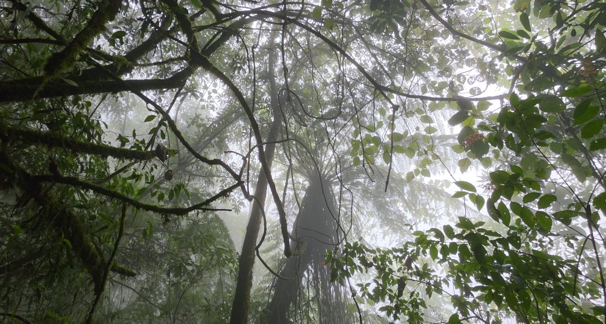 Simicarreras tweet media