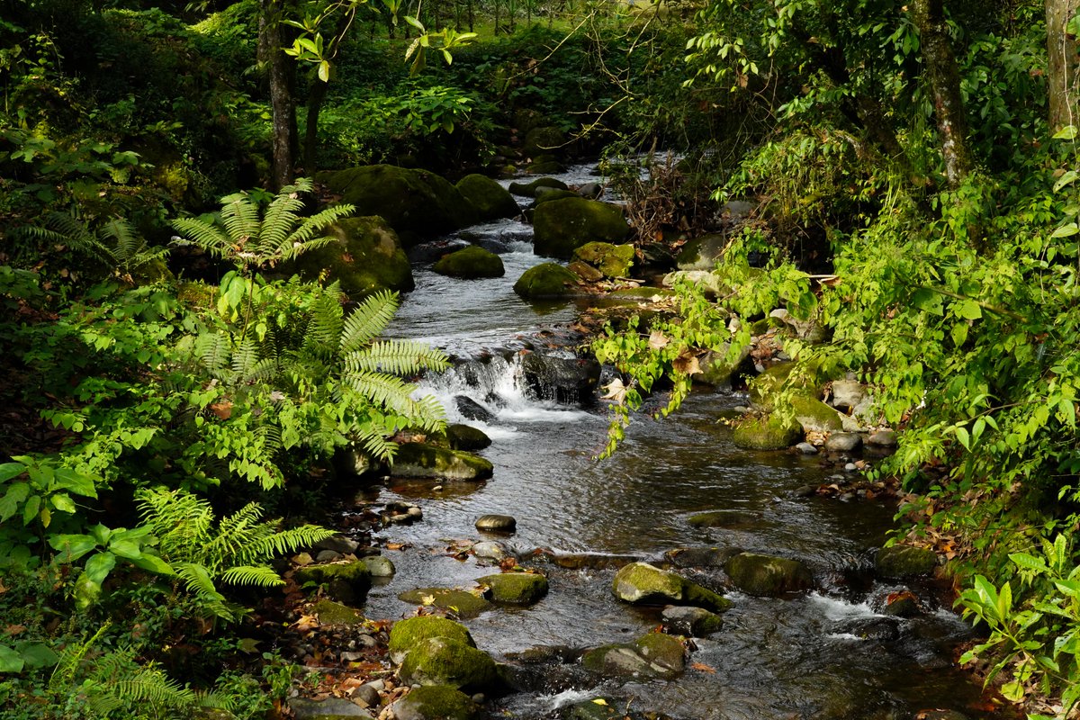 Simicarreras tweet media