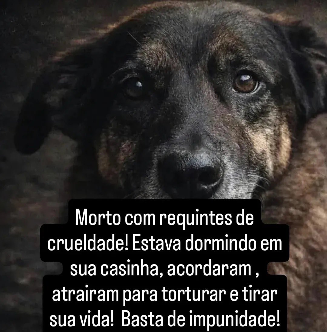 #FEDERALIZAORELHA

Quando a justiça falha, o povo grita.
Orelha virou símbolo da crueldade e da impunidade no Brasil.
Federalizar é admitir a omissão e exigir resposta.

Por Orelha.
Sem esquecimento. Sem perdão.
JUSTIÇA JÁ 🖤🐾