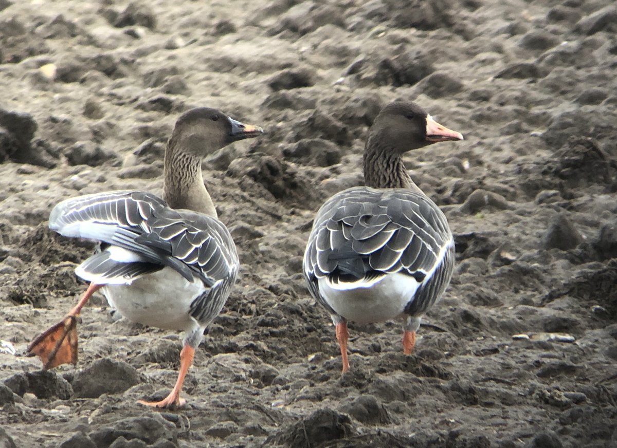 James McCallum tweet media