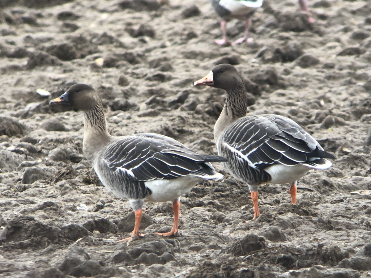 James McCallum tweet media