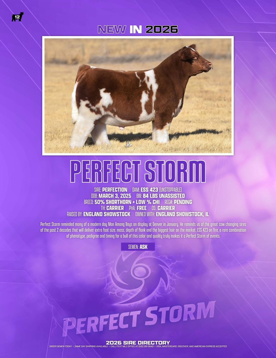 mattlautner's tweet image. #PerfectStorm 

sconlinesales.com/Bids/AuctionsL…

Highly Sought After “Perfect Storm” 9 Flush Quality Units Selling Tonight On SC @ MLC 

#ESSBulls #MLCSires #PerfectStorm