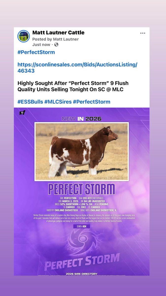 mattlautner's tweet image. #PerfectStorm 

sconlinesales.com/Bids/AuctionsL…

Highly Sought After “Perfect Storm” 9 Flush Quality Units Selling Tonight On SC @ MLC 

#ESSBulls #MLCSires #PerfectStorm