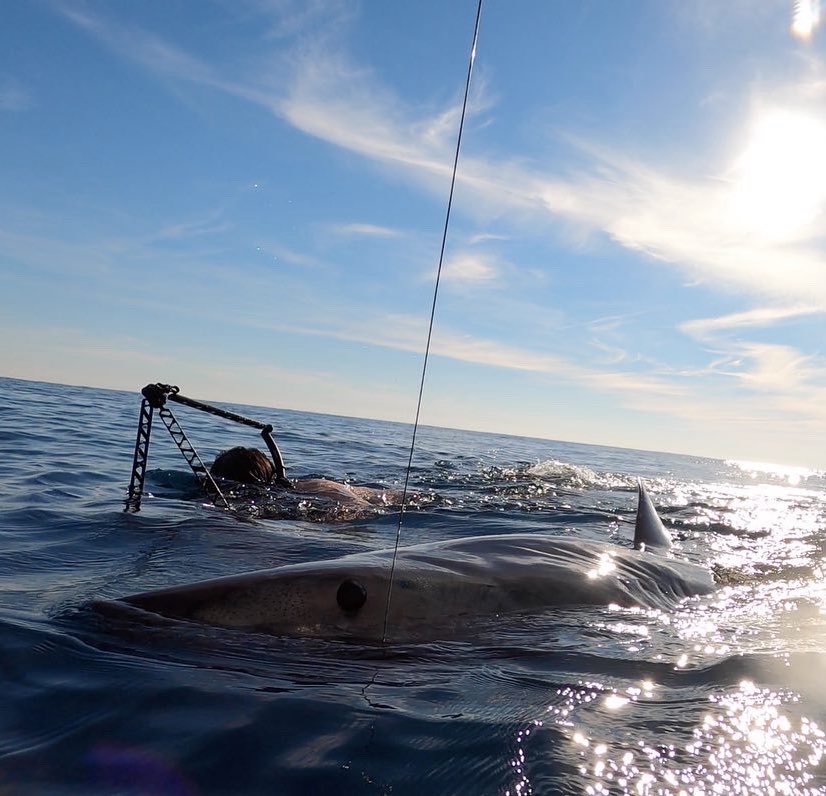 Chip Michalove tweet media