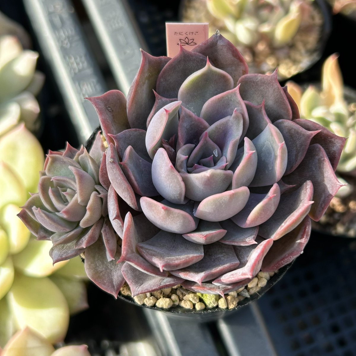 おはようございます #多肉植物