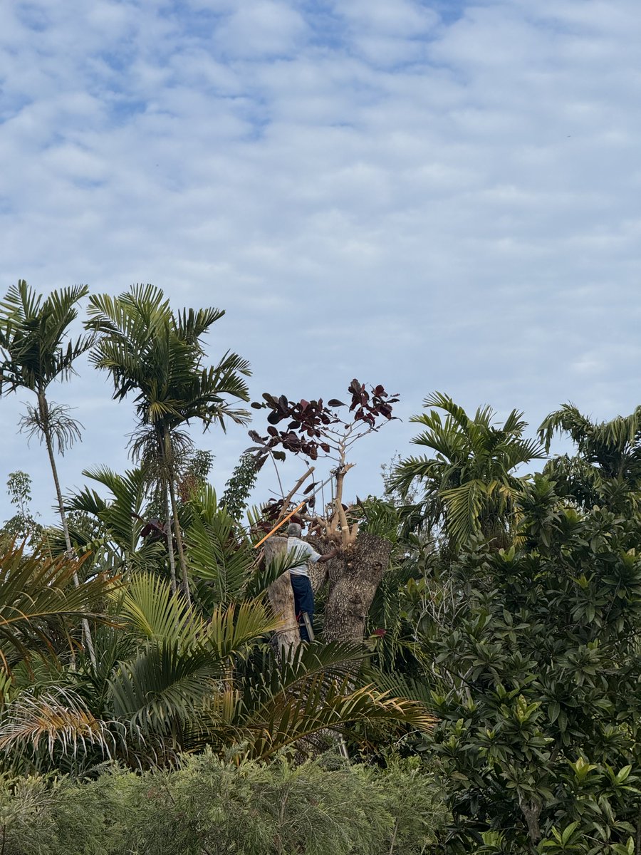 spotted a man in a tree on my walk. couldn’t tell the difference
