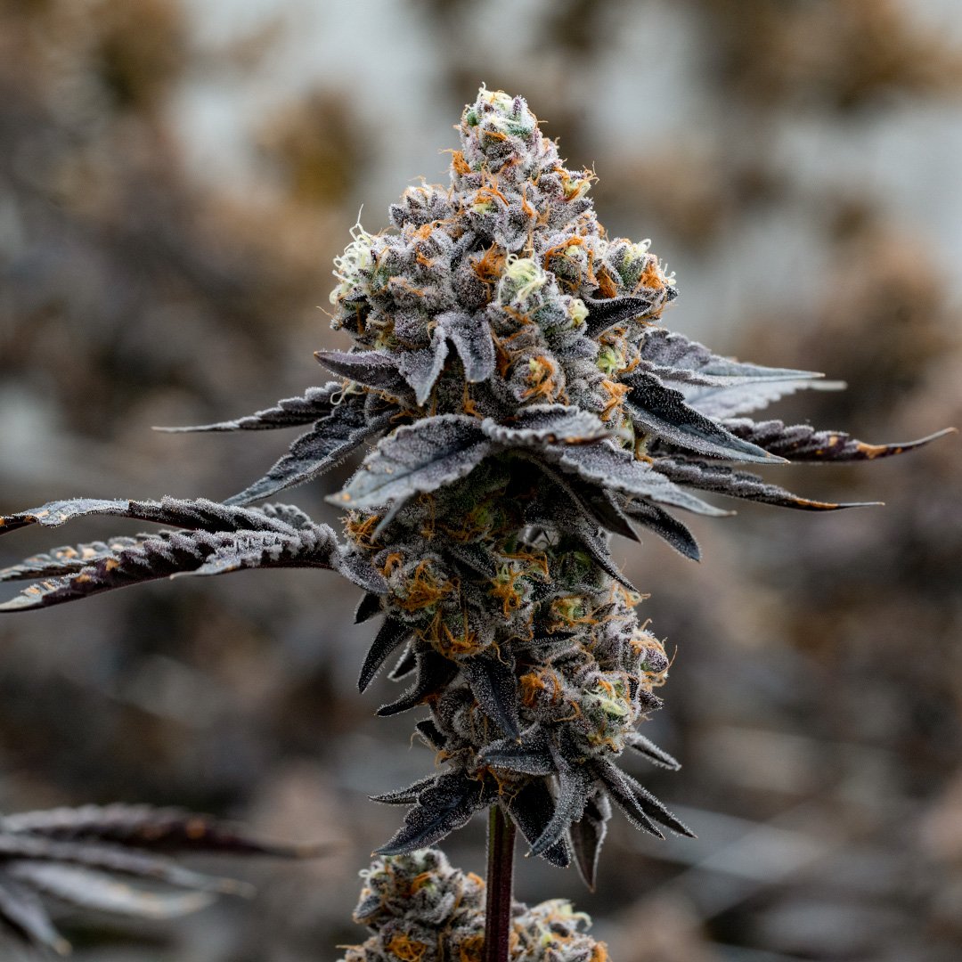 Raw Genetics Direct tweet media