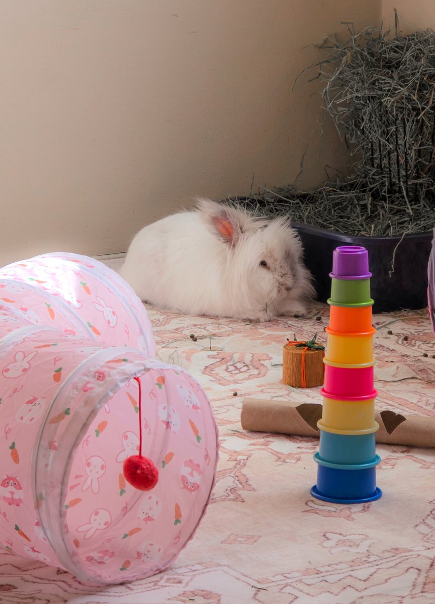 knife-wielding rabbit tweet media