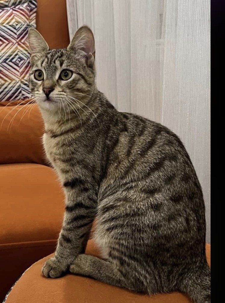 6 aylık dişi, çok oyuncu ve insan canlısı tekir kızıma acil yuva arıyoruz 🐱💛 3 aydır evde yaşıyor, kumunu biliyor ve artık sokakta yapamaz.Normalde çok sosyal bir kedi ama evdeki 6 yaşındaki kedim onu ne yaparsam yapamayım kabullenmediği için sahiplendirm İstanbul / 05462495560