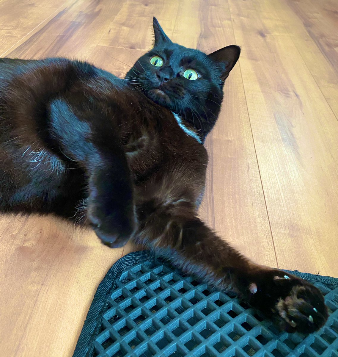 今もツヤツヤ元気です