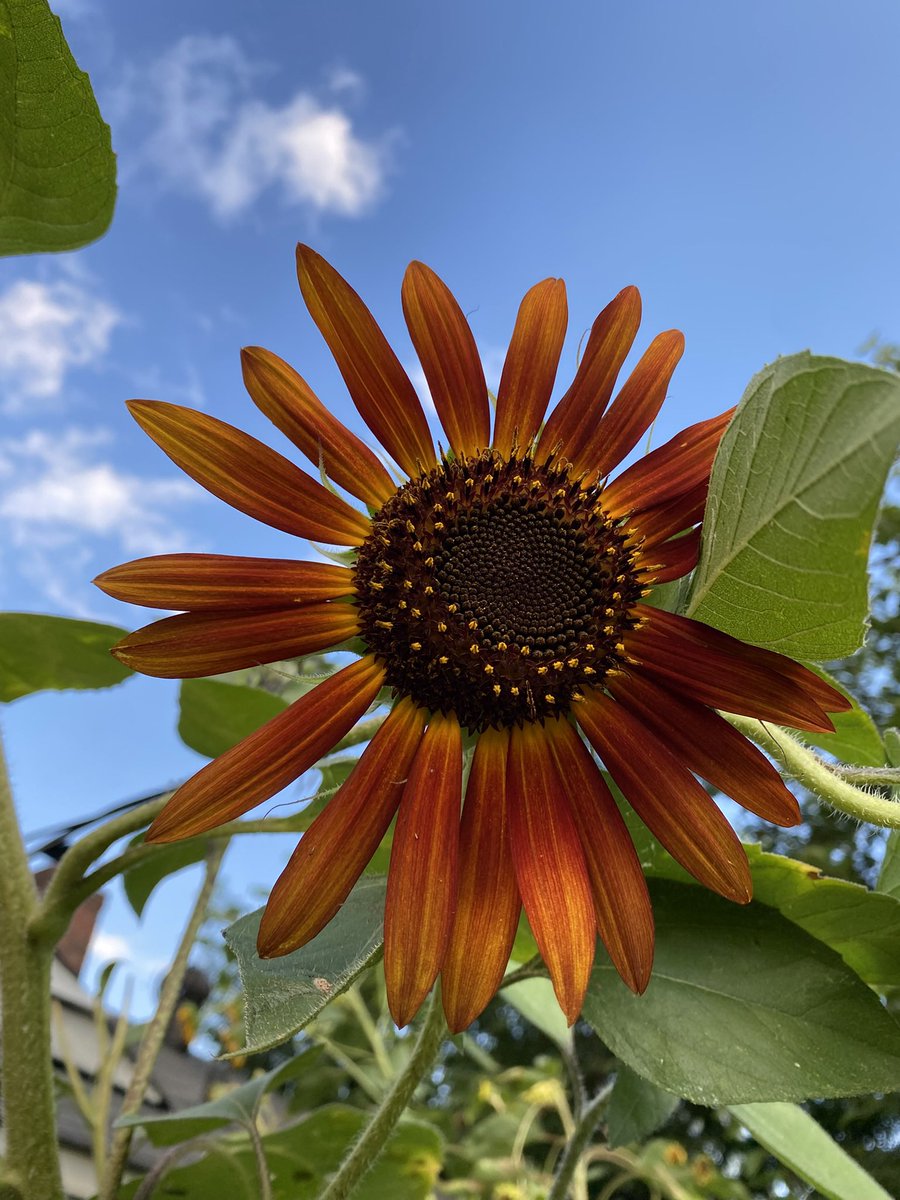 Lilien tweet media