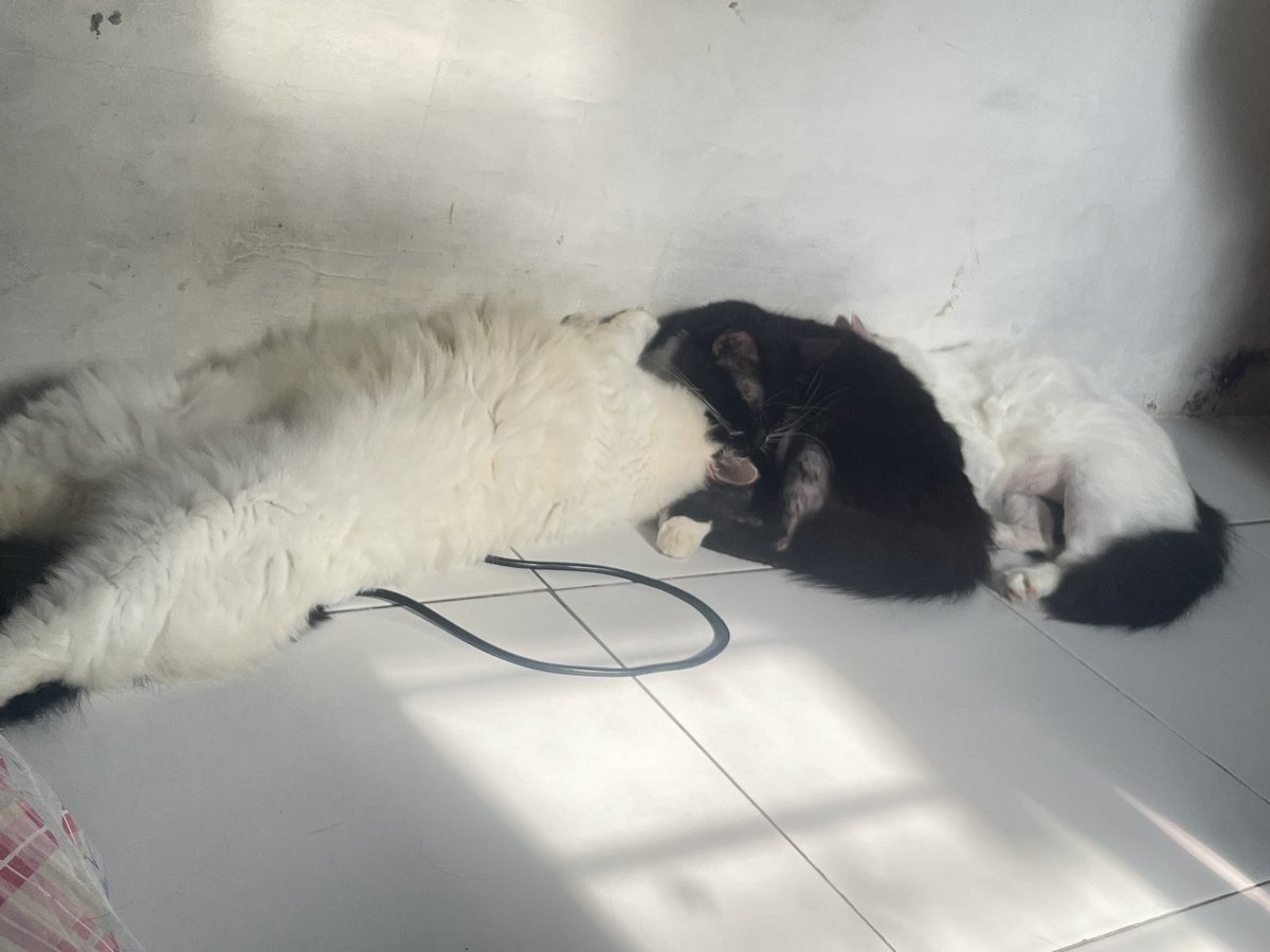 Marvelia Cantika tweet media