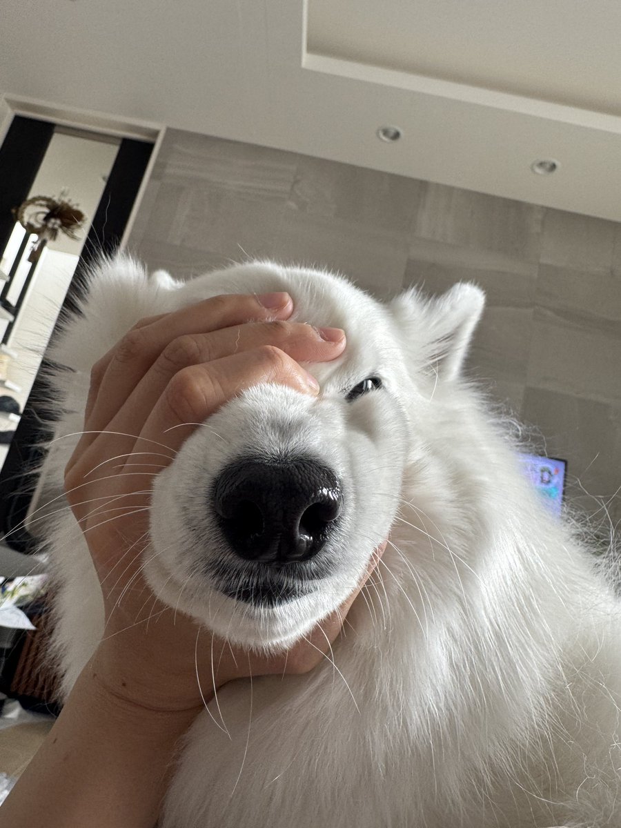 アボガド食べた飼い主の口をベロベロしようとして捕まった犬