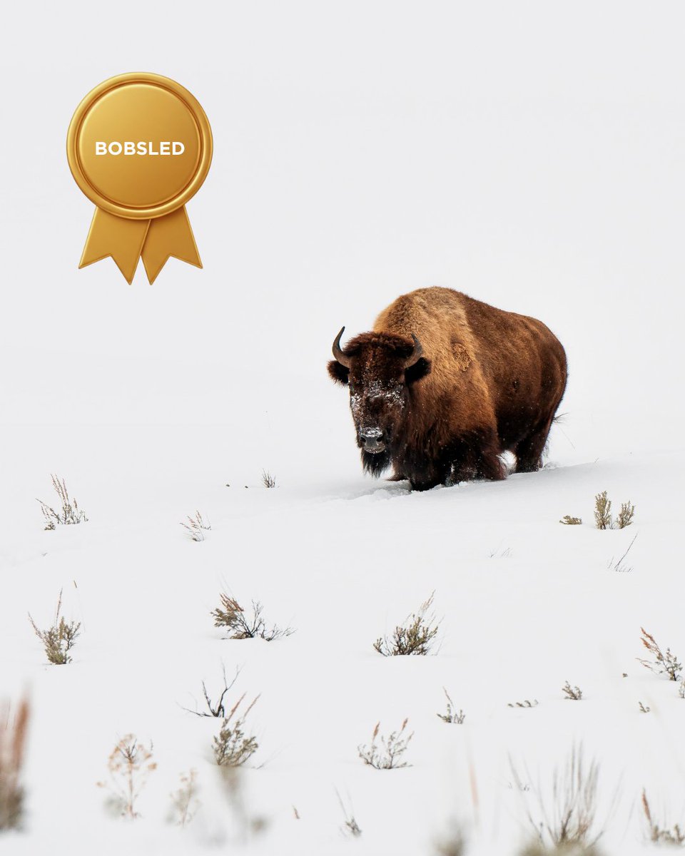 visitwyoming's tweet photo. If Wyoming wildlife competed in winter sports, who would win?

Do you agree with our choices? Let us know👇

📍Teton County

📸 @joeydmphotography, @abwredesign, @kotaweather

#ThatsWY https://t.co/5g4KFW6cVd