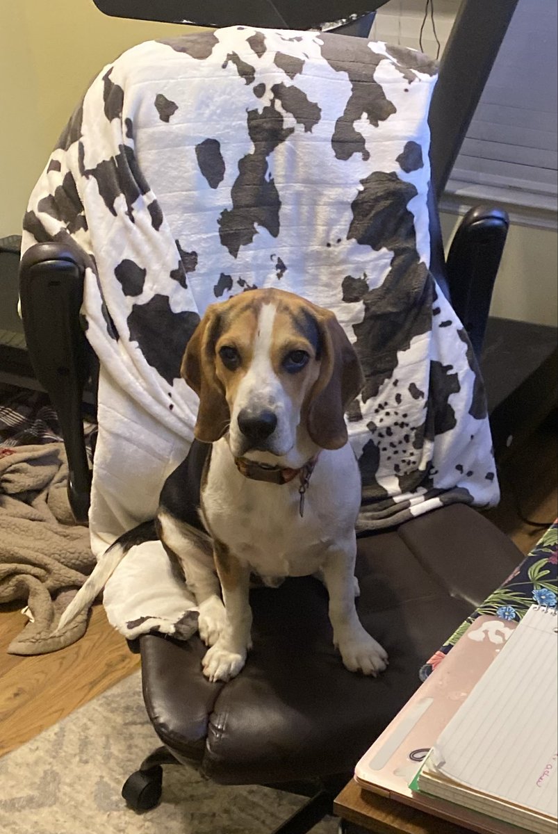 BigMuppetLover's tweet photo. Working beagle https://t.co/QjGcb7Mx19