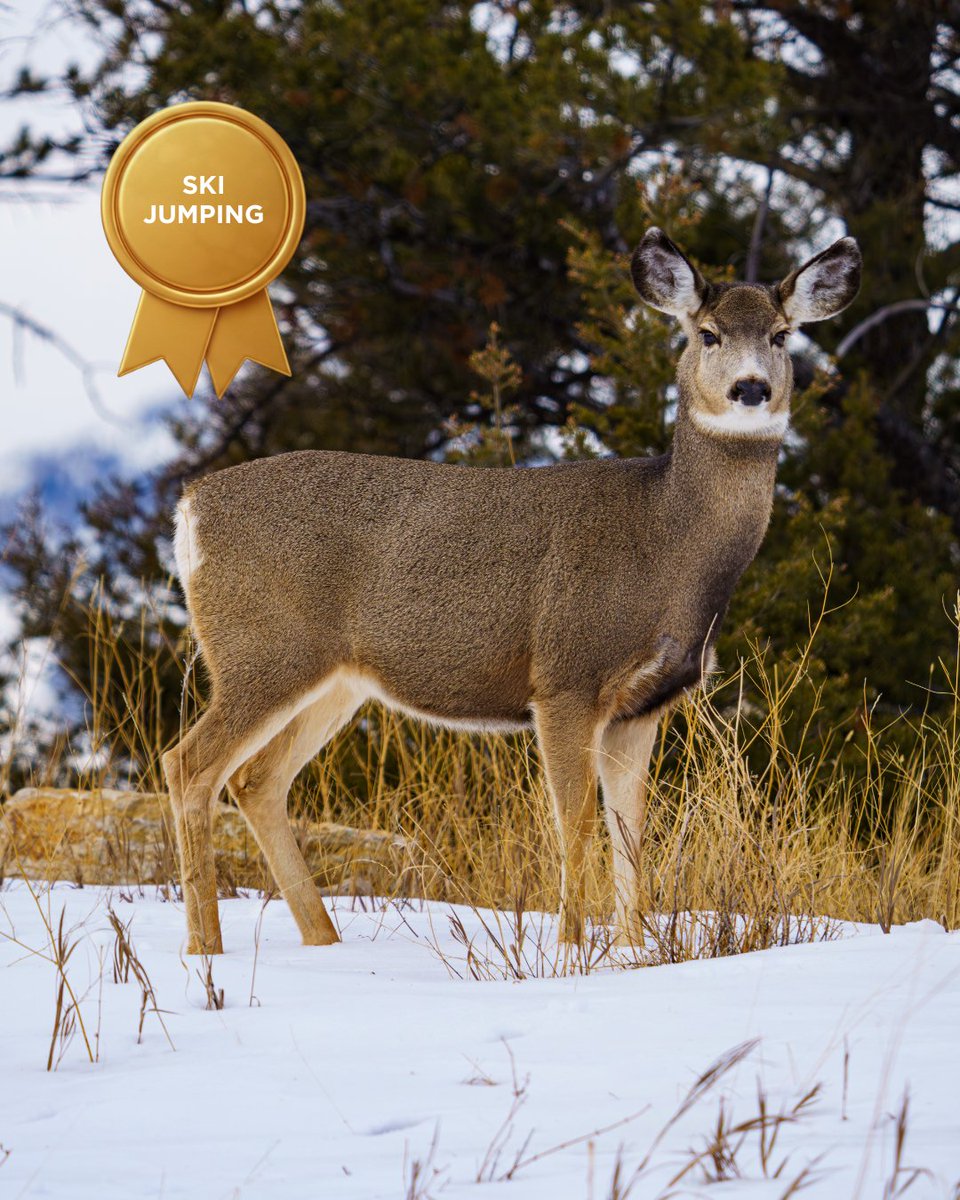 visitwyoming's tweet photo. If Wyoming wildlife competed in winter sports, who would win?

Do you agree with our choices? Let us know👇

📍Teton County

📸 @joeydmphotography, @abwredesign, @kotaweather

#ThatsWY https://t.co/5g4KFW6cVd