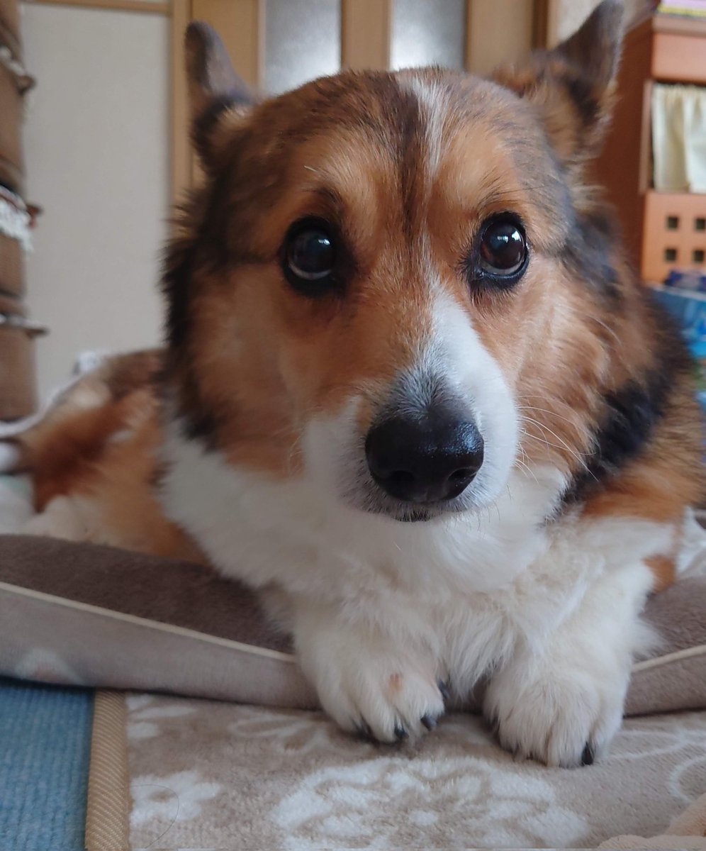 リッキー🐶🌈❣️おはよう😊
#お空組 #リッキー🐶