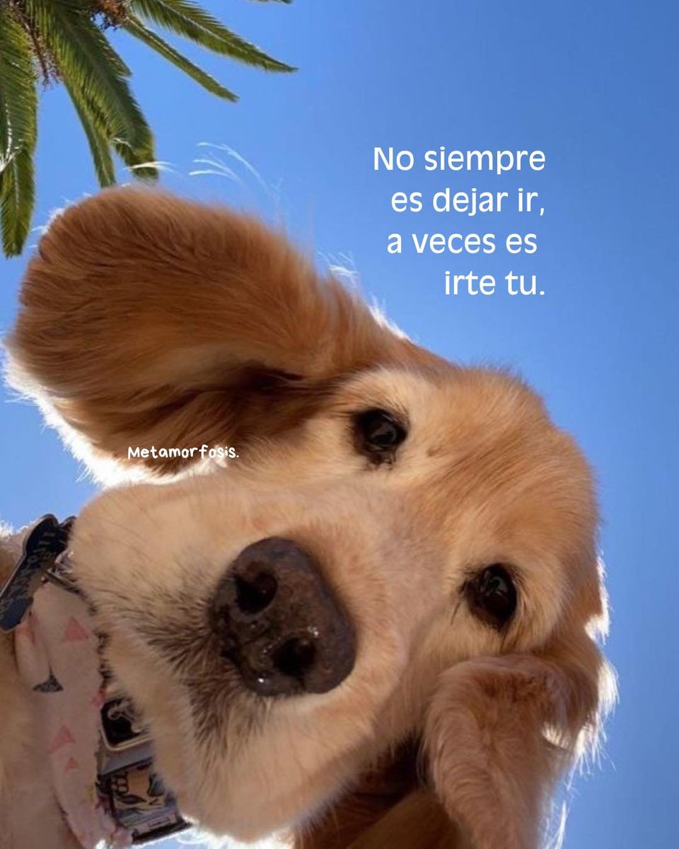 BANDIDOS (@bandidosfrasess) on Twitter photo 