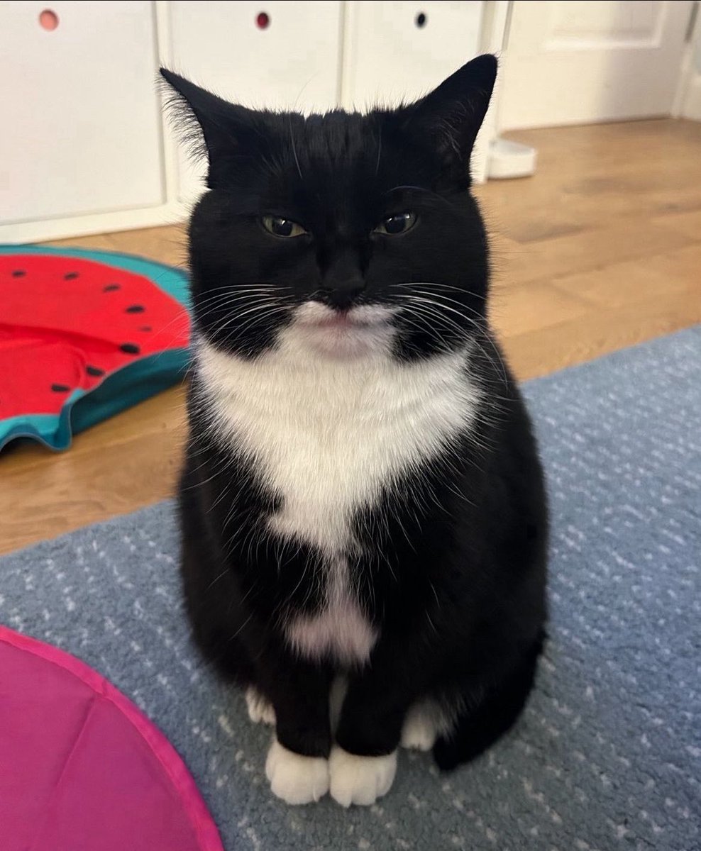 my cat is so fucking chopped