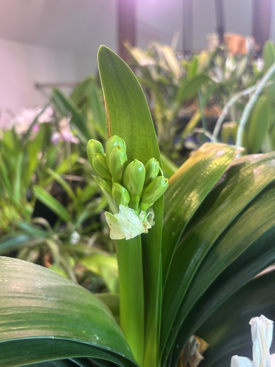 君子蘭のひと (@Clivia111) / Posts / X