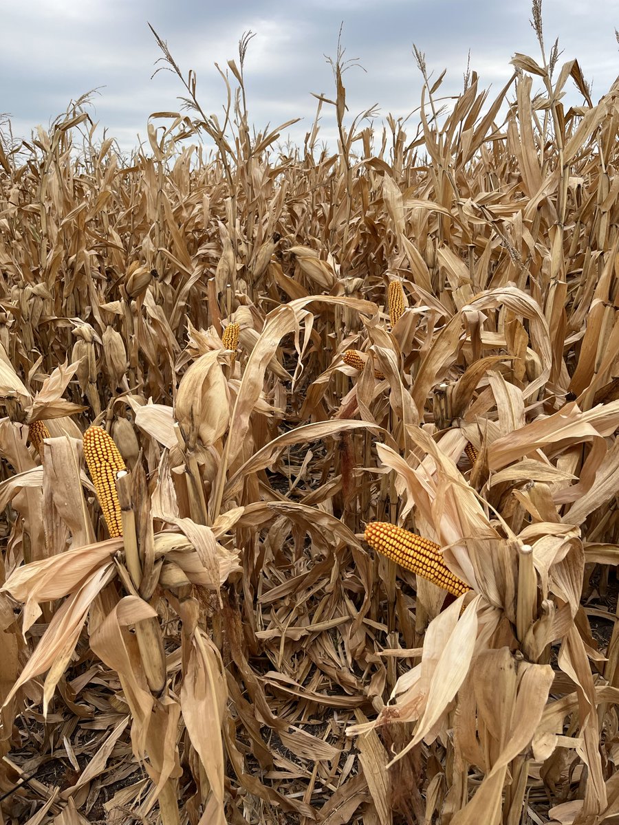 Nahuel Reussi Calvo tweet media