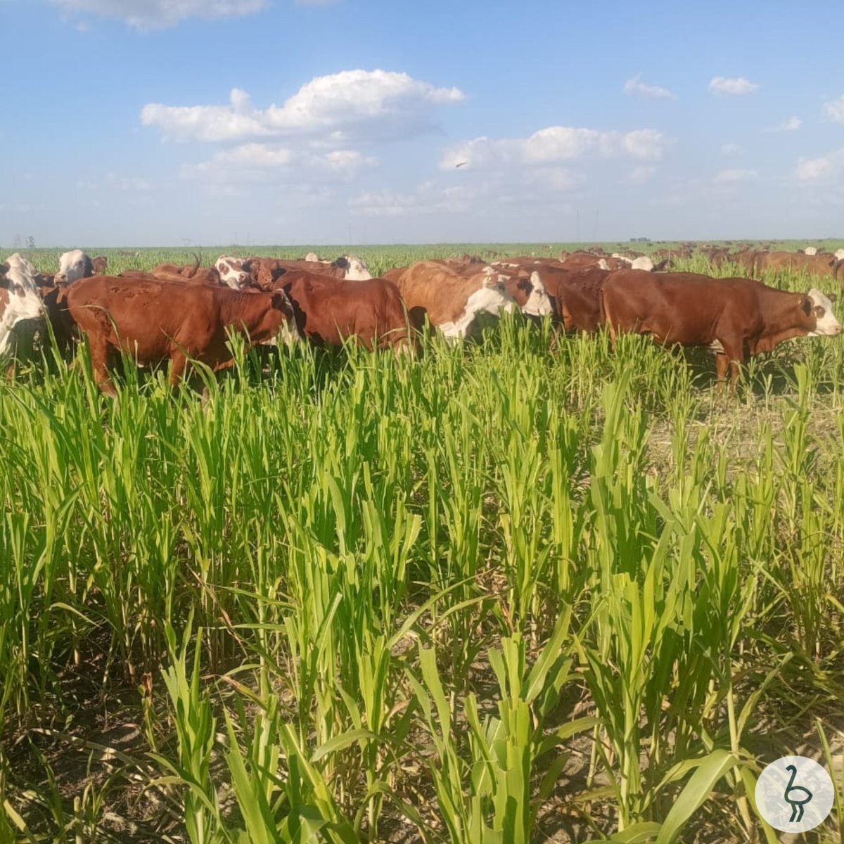 A campo con el equipo de Yuquerí 👉 recorrida en sorgos forrajeros 🌱

#ganaderia #agricultura #recorridaacampo #sorgo #sorgoforrajero #corrientes #argentina