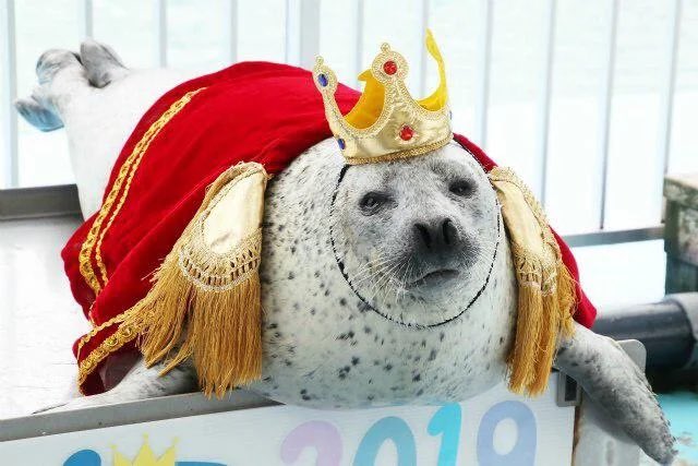 an_actual_cell's tweet photo. i have had a major cultural impact on sealtwt i feel like a neolithic chieftain https://t.co/lsSW1s58fm