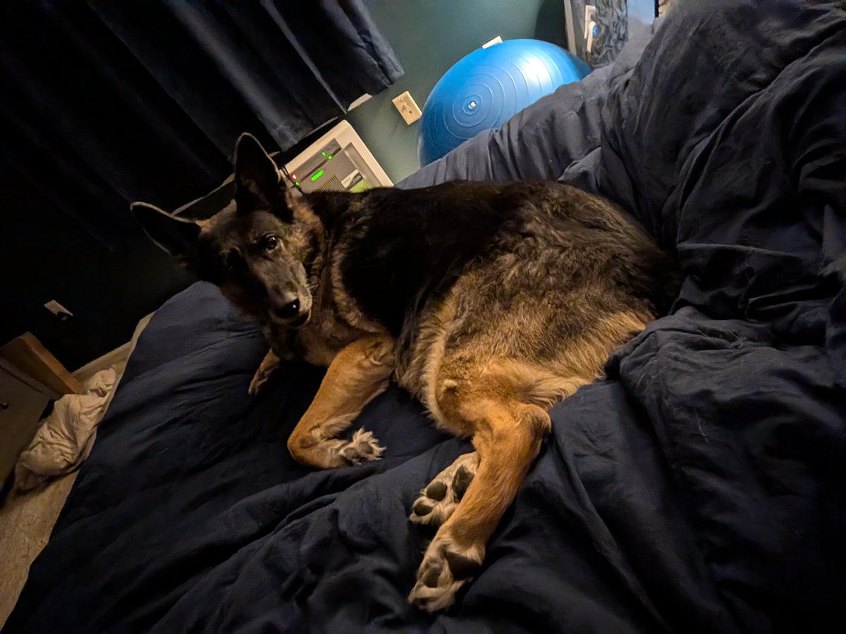 medullah's tweet photo. Draw me like one of your French poodles https://t.co/nyxsnqaIWx