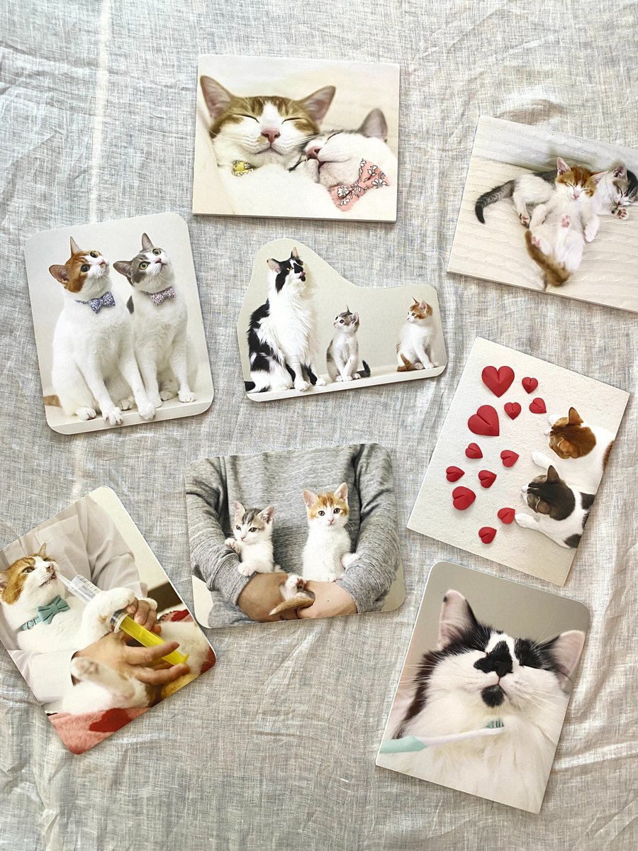 ねこねっこ🐈 猫の本専門出版📚 (@neco_necco_net) / Posts / X