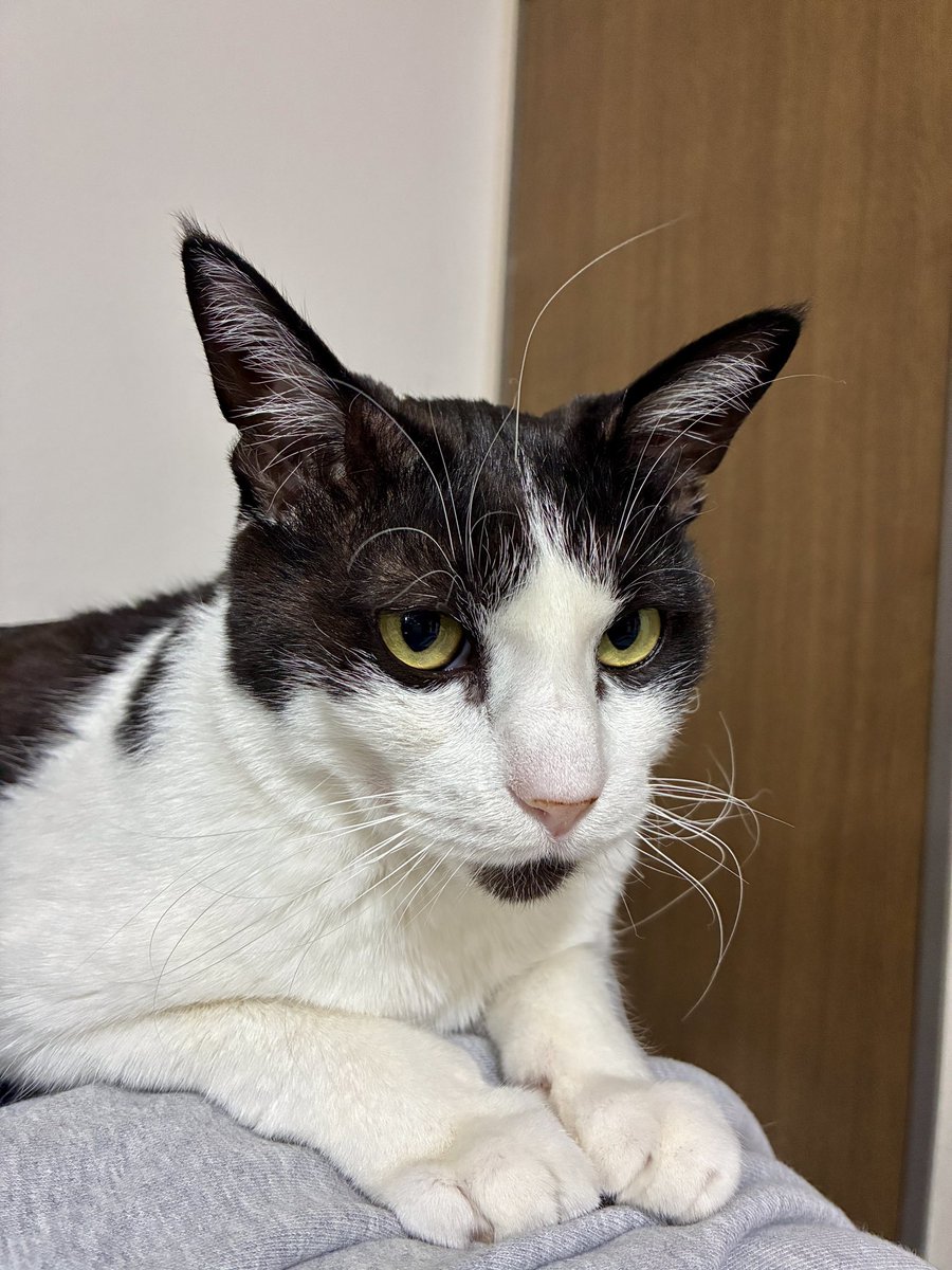 Sasuke_1015's tweet photo. 長いヒゲが抜けてたからつい…

#猫のいる暮らし https://t.co/Gu3HPYNCBj