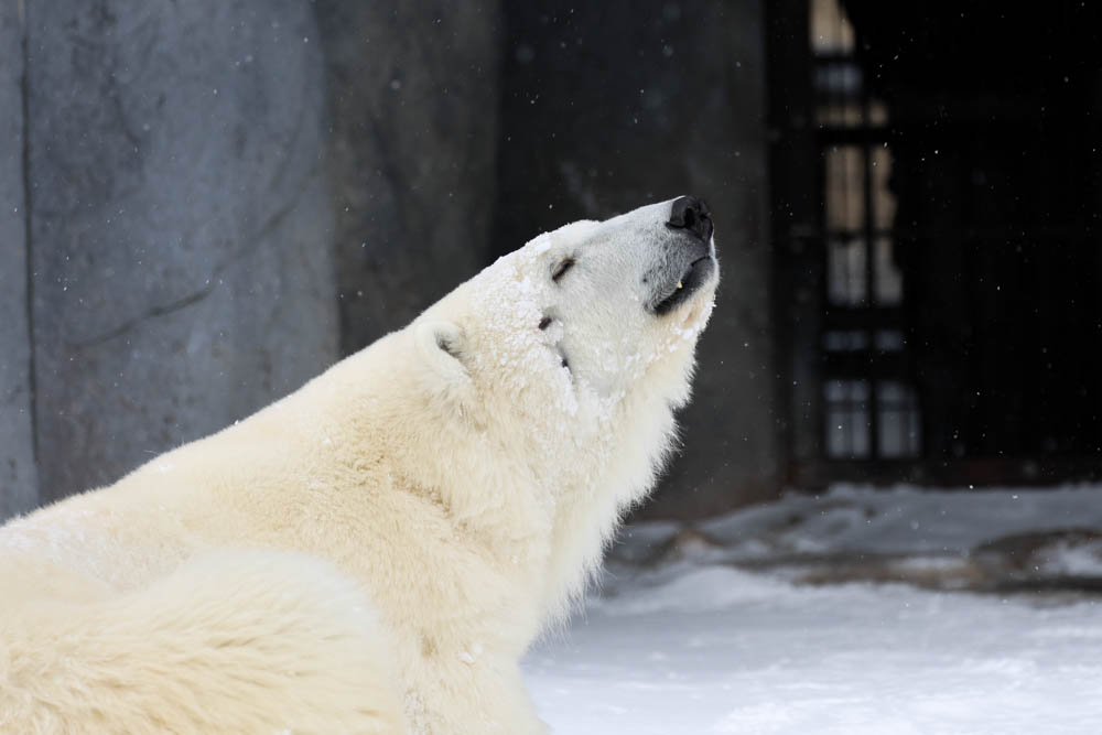 パンダコパンダ🐼 (@RiRiLOVE1513) / Posts / X