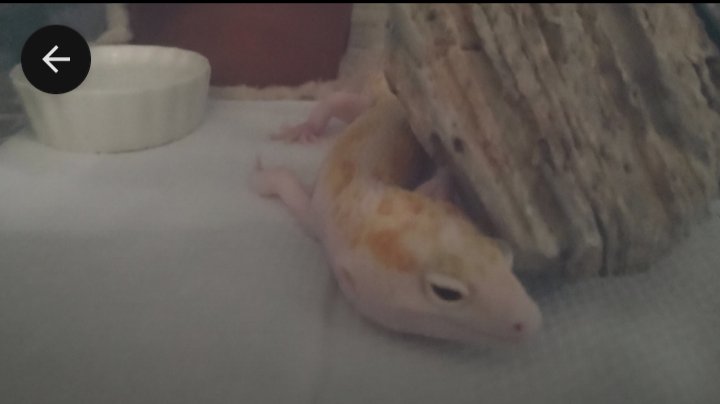 tumamibg's tweet image. 寝顔がかわいくてカメラを向けたら

バレてました

かわいいです、綺麗です

@leopalabo
さんから来たコです！

#レオパードゲッコー
#ヒョウモントカゲモドキ
#爬虫類好きさんと繋がりたい