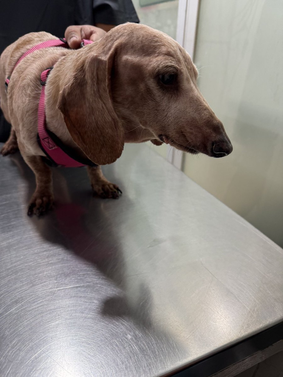 Queridos amigos 🐾
Ayer les comentaba que estamos en una situación muy comprometida con la atención médica de la tropa-manada. La vacunación anual esta próxima y debemos abonar todo lo posible a la cuenta que tenemos pendiente. 
Los chicos cada semana van a consulta y reciben la