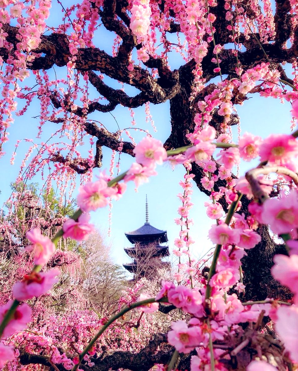𝔾𝕠𝕠𝕕 𝕄𝕠𝕣𝕟𝕚𝕟𝕘 ☀︎*.｡🌸🍀 The plum blossoms are starting