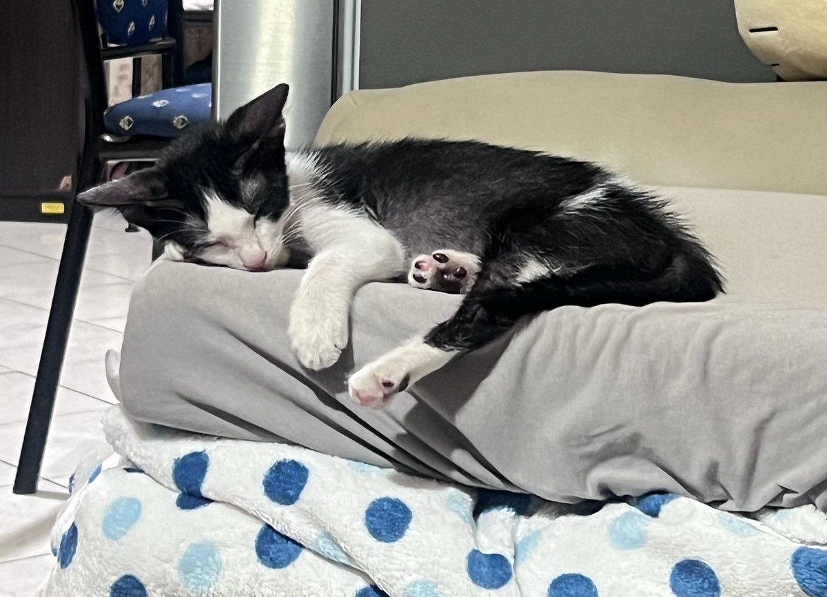 feli 🐔 ling tweet media