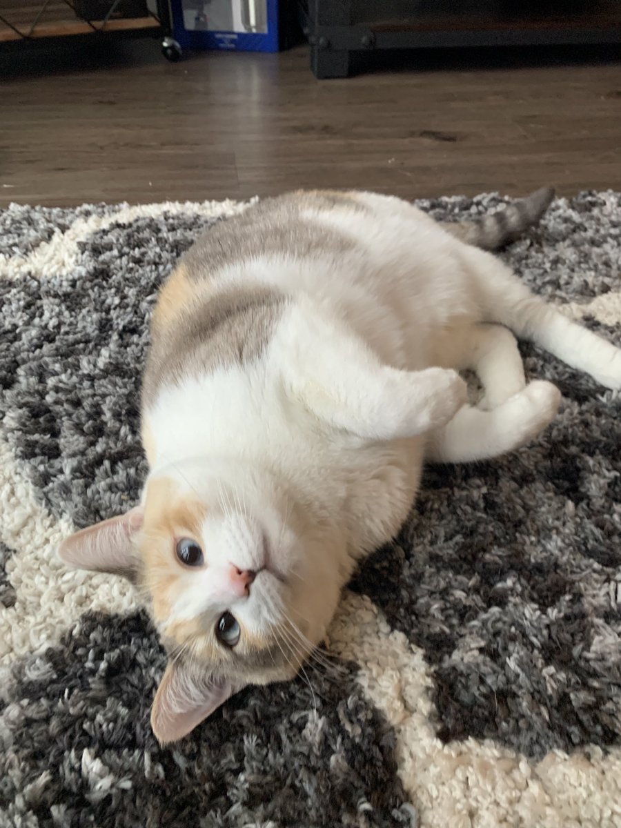 Panko A. Cat’s Mom (@fatfatpankocat) on Twitter photo 