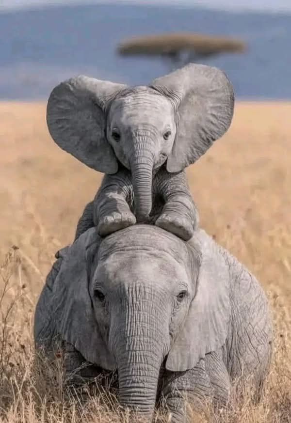 Animal tweet media